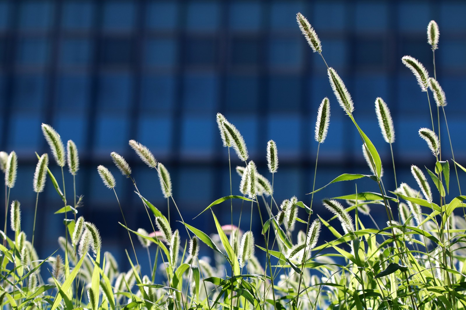 Pre-emergent Crabgrass & Foxtail Control - Miller Seed Company