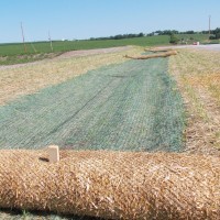 Straw Wattle