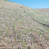 Erosion-Control-Miller-Seed-unspecified-8