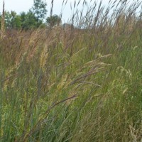 Grasses-Miller-Seed-unspecified-1