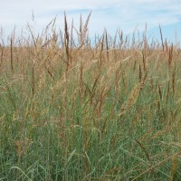 Grasses-Miller-Seed-unspecified-10