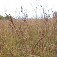 Grasses-Miller-Seed-unspecified-11