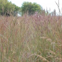 Grasses-Miller-Seed-unspecified-12