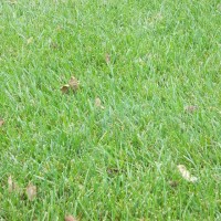 Grasses-Miller-Seed-unspecified-13