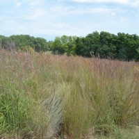 Grasses-Miller-Seed-unspecified-2