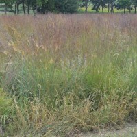 Grasses-Miller-Seed-unspecified