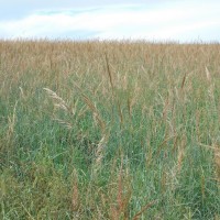 Grasses-Miller-Seed-unspecified-6