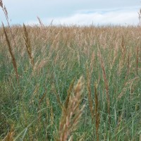 Grasses-Miller-Seed-unspecified-7