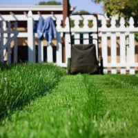 Healthy-lawn-miller-seed