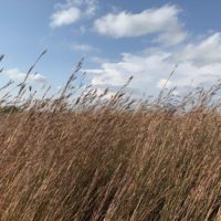 Big Bluestem