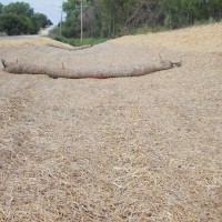 Straw-Wattles-Miller-Seed-unspecified-4