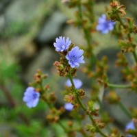 Wildflowers-Miller-Seed-5
