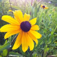 blackeyed-susan