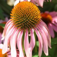 coneflower