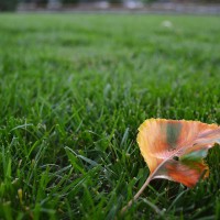 lawns-and-landscapes-miller-seed-8953513031_a77e8a2359_c